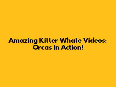 Amazing Killer Whale Videos: Orcas In Action!