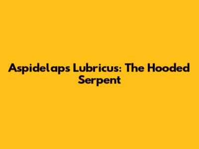 Aspidelaps Lubricus: The Hooded Serpent