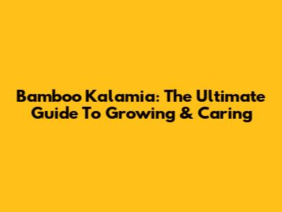 Bamboo Kalamia: The Ultimate Guide To Growing & Caring
