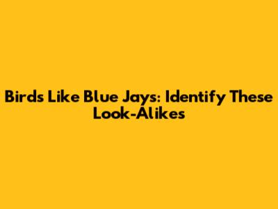 Birds Like Blue Jays: Identify These Look-Alikes