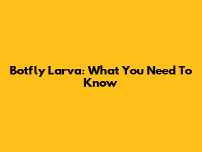 Botfly Larva: What You Need To Know