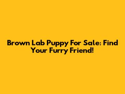 Brown Lab Puppy For Sale: Find Your Furry Friend!