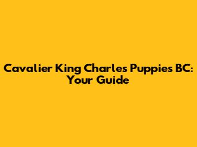 Cavalier King Charles Puppies BC: Your Guide