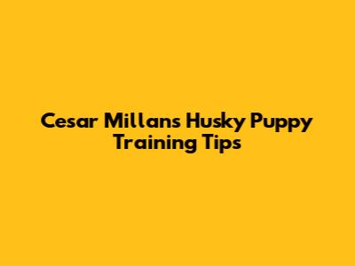 Cesar Millan's Husky Puppy Training Tips