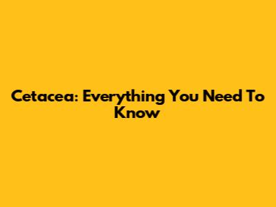 Cetacea: Everything You Need To Know