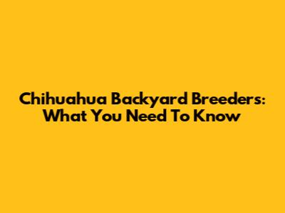 Chihuahua Backyard Breeders: What You Need To Know