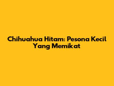 Chihuahua Hitam: Pesona Kecil Yang Memikat
