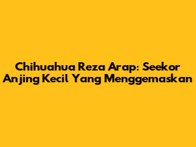 Chihuahua Reza Arap: Seekor Anjing Kecil Yang Menggemaskan