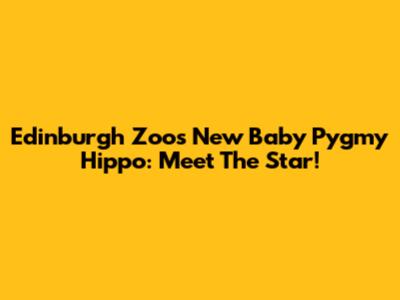 Edinburgh Zoo's New Baby Pygmy Hippo: Meet The Star!