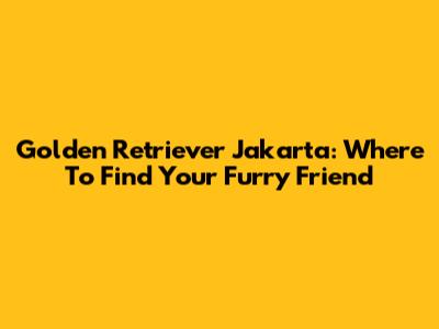Golden Retriever Jakarta: Where To Find Your Furry Friend