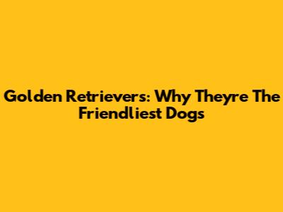 Golden Retrievers: Why They're The Friendliest Dogs