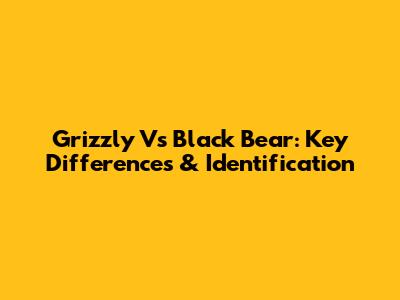 Grizzly Vs Black Bear: Key Differences & Identification