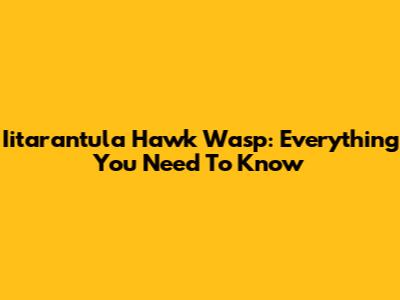 Iitarantula Hawk Wasp: Everything You Need To Know