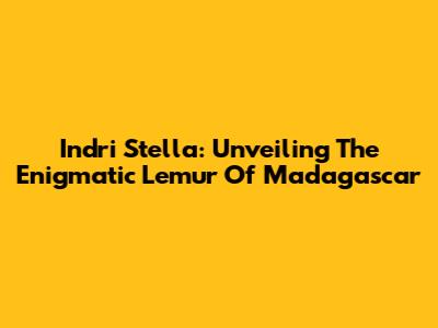 Indri Stella: Unveiling The Enigmatic Lemur Of Madagascar