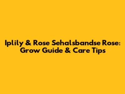 Iplily & Rose Sehalsbandse Rose: Grow Guide & Care Tips