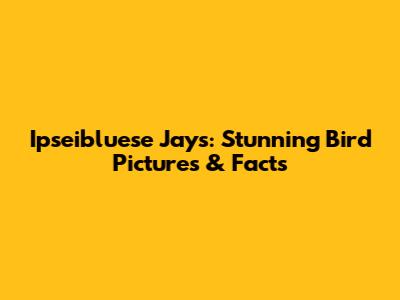 Ipseibluese Jays: Stunning Bird Pictures & Facts