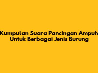 Kumpulan Suara Pancingan Ampuh Untuk Berbagai Jenis Burung
