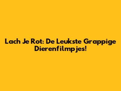 Lach Je Rot: De Leukste Grappige Dierenfilmpjes!
