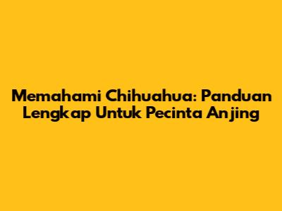 Memahami Chihuahua: Panduan Lengkap Untuk Pecinta Anjing