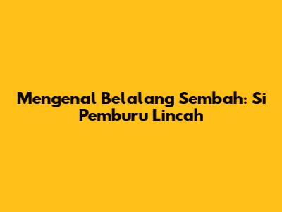 Mengenal Belalang Sembah: Si Pemburu Lincah