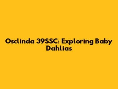 Osclinda 39SSC: Exploring Baby Dahlias