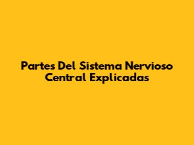 Partes Del Sistema Nervioso Central Explicadas