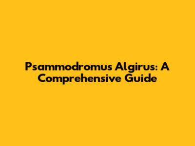 Psammodromus Algirus: A Comprehensive Guide