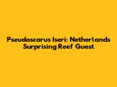 Pseudoscarus Iseri: Netherlands' Surprising Reef Guest