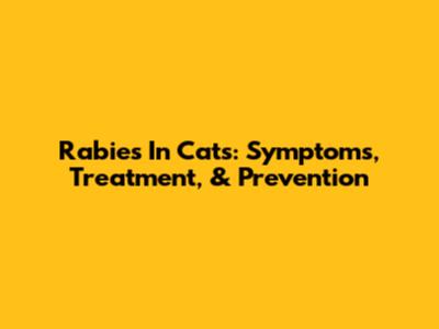 Rabies In Cats: Symptoms, Treatment, & Prevention