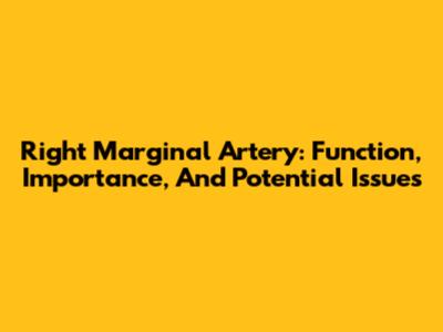 Right Marginal Artery: Function, Importance, And Potential Issues