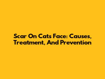 Scar On Cat's Face: Causes, Treatment, And Prevention