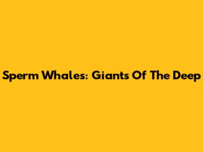 Sperm Whales: Giants Of The Deep