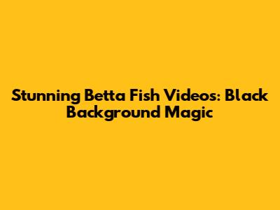 Stunning Betta Fish Videos: Black Background Magic