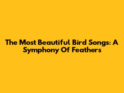 The Most Beautiful Bird Songs: A Symphony Of Feathers