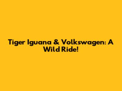 Tiger Iguana & Volkswagen: A Wild Ride!