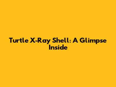 Turtle X-Ray Shell: A Glimpse Inside