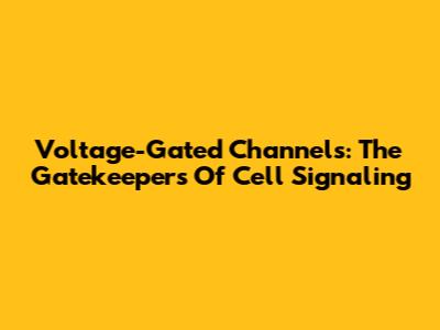 Voltage-Gated Channels: The Gatekeepers Of Cell Signaling