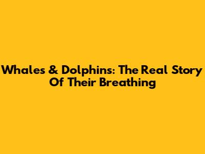 Whales & Dolphins: The Real Story Of Their Breathing