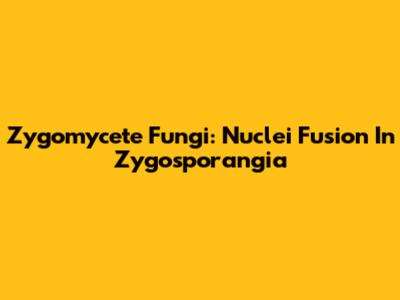 Zygomycete Fungi: Nuclei Fusion In Zygosporangia